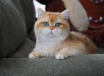 Xsantos - British Shorthair Cat For Sale/Retired Breeding - CA&comma; US