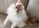 Red and white bicolor boy - Persian Kitten For Sale - Clay&comma; PA&comma; US