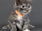 LINERTYCOON Maine Coon kittens - Maine Coon Kitten For Sale - Minneapolis&comma; MN&comma; US
