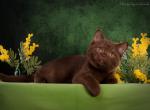 Glen - British Shorthair Kitten For Sale - 