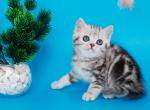 Fanta - British Shorthair Kitten For Sale - 