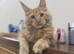 Gedeon - Maine Coon Kitten For Sale - Grayslake&comma; IL&comma; US