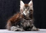 August Polydactyl - Maine Coon Kitten For Sale - Grayslake&comma; IL&comma; US