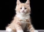 Ivo - Maine Coon Kitten For Sale - Grayslake&comma; IL&comma; US