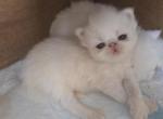 White Persian Female - Persian Kitten For Sale - Stroudsburg&comma; PA&comma; US