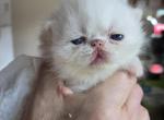 White Odd Eyes Persian Male - Persian Kitten For Sale - Stroudsburg&comma; PA&comma; US