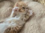 Exotic Red White Female Kitten - Exotic Kitten For Sale - Brooklyn&comma; NY&comma; US