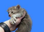 Highland Lynx Kittens - Highlander Kitten For Sale - Absarokee&comma; MT&comma; US