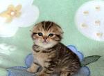 Hunnie - Scottish Fold Kitten For Sale - New York&comma; NY&comma; US