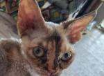 Carren - Devon Rex Kitten For Sale - Stanford&comma; MT&comma; US
