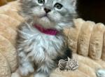 Dolly Polly - Maine Coon Kitten For Sale - Salem&comma; OH&comma; US