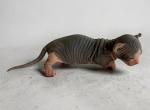 Dwelfs - Sphynx Kitten For Sale - Aventura&comma; FL&comma; US