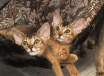 Kittens of Darwin and Daisy - Abyssinian Cat For Sale - Victorville&comma; CA&comma; US