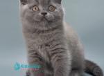 Logan - British Shorthair Kitten For Sale - Pembroke Pines&comma; FL&comma; US