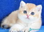 Garfield - British Shorthair Kitten For Sale - Norwalk&comma; CT&comma; US