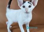 Oreo - Oriental Kitten For Sale - Pembroke Pines&comma; FL&comma; US
