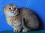 Magge - Munchkin Kitten For Sale - Pembroke Pines&comma; FL&comma; US