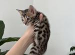 Bengal Kittens - Bengal Kitten For Sale - Lincoln&comma; NE&comma; US
