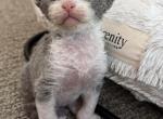 Green Tea & Nine 1st litter - Devon Rex Kitten For Sale - CA&comma; US