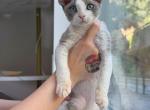 Bobo - Devon Rex Kitten For Sale - CA&comma; US