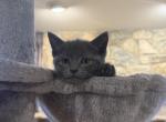 Russian Blue to new homes - Russian Blue Kitten For Sale - 