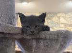 Russian Blue to new homes - Russian Blue Kitten For Sale - 
