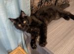 Shiny Black Boy Maine Coon - Maine Coon Kitten For Sale - West Lafayette&comma; OH&comma; US