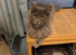 Blue Smoke Male - Maine Coon Kitten For Sale - West Lafayette&comma; OH&comma; US