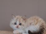 British longhair boy - British Shorthair Kitten For Sale - Shakopee&comma; MN&comma; US
