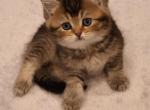 British shorthair female - Brazilian Shorthair Kitten For Sale - Shakopee&comma; MN&comma; US