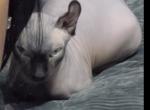 Nars & Solar - Sphynx Cat For Adoption - Philadelphia&comma; PA&comma; US