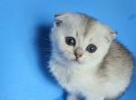 Mia - Scottish Fold Kitten For Sale - New York&comma; NY&comma; US