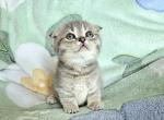 Jasper - Scottish Fold Kitten For Sale - New York&comma; NY&comma; US