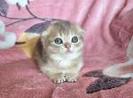 Chloe - Scottish Fold Kitten For Sale - New York&comma; NY&comma; US
