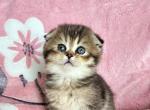 Luna - Scottish Fold Kitten For Sale - New York&comma; NY&comma; US