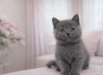 Urman - British Shorthair Kitten For Sale - Jacksonville&comma; FL&comma; US