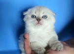 Alfie - Scottish Fold Kitten For Sale - New York&comma; NY&comma; US