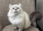 Ready to Move Out Female Neva Siberian Purebred - Siberian Kitten For Sale - Old Bridge&comma; NJ&comma; US