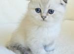 Scottish fold male 1 - Scottish Fold Kitten For Sale - Helotes&comma; TX&comma; US