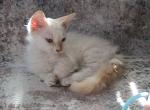 Dupree Curly Skookum - LaPerm Kitten For Sale - AL&comma; US