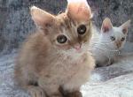 Darla curly Skookum - LaPerm Kitten For Sale - AL&comma; US