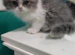 Blue White Persian Kitten - Persian Kitten For Sale - Parma&comma; OH&comma; US