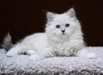 Cian - Siberian Kitten For Sale - Grayslake&comma; IL&comma; US