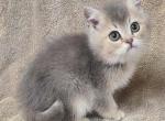 Britishshorthair kittens - British Shorthair Kitten For Sale - Bridgeton&comma; NJ&comma; US