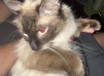 Buffy - Siamese Cat For Adoption - Fallbrook&comma; CA&comma; US