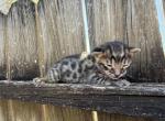 oleapto2 - Bengal Kitten For Sale - Oklahoma City&comma; OK&comma; US