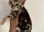 Max - Bengal Kitten For Sale - Dallas&comma; TX&comma; US