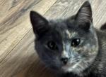 Amber - Domestic Cat For Sale - Dahlonega&comma; GA&comma; US