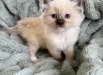 Seal mitted female - Ragdoll Kitten For Sale - Butler&comma; PA&comma; US