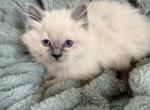 Tica blue mitted female - Ragdoll Kitten For Sale - Butler&comma; PA&comma; US